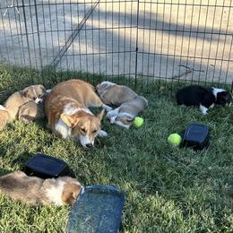 Pembroke Welsh Corgi Puppies from Jennifer Jimerson