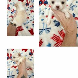 Haven - Cream female Chihuahua puppy in Williamsburg, Virginia from PAWSitive Cheeky Chihuahuas