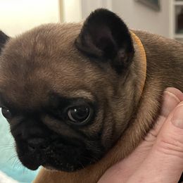 French Bulldog Puppies from JoJo French Bulldogs