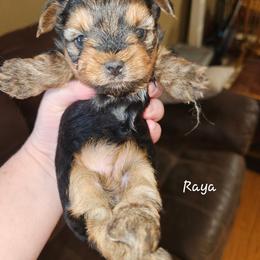 Raya - Black and tan female Yorkshire Terrier puppy in West Plains, Missouri from Brinkley Yorkies