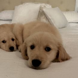 Golden Retriever Puppies from Goldens of Hope