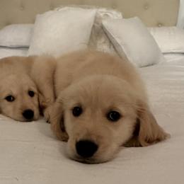 Golden Retriever Puppies from Goldens of Hope