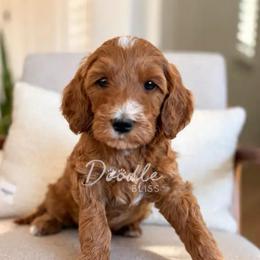 Finn - Red  male Goldendoodle puppy in Gilbert, Arizona from Doodle Bliss