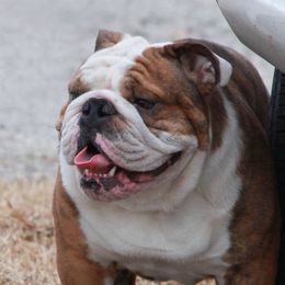 Hyzer - Bulldog
