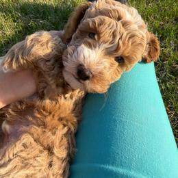 Buzz - Apricot male Goldendoodle puppy in Hughesville, Maryland from Fox Run Farm