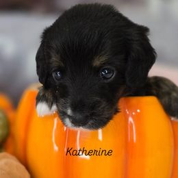 Katherine - Black female Double Doodle puppy in Prescott Valley, Arizona from Ramirez Family Doodles