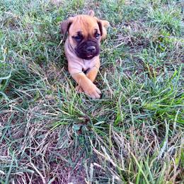 Eleanor - Fawn female Cane Corso puppy in Brazil, In, Indiana from Lazy A Ranch & Kennels