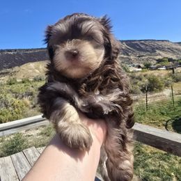 Coca - Chocolate male Havanese puppy in Melba, Idaho from Lawson Havanese