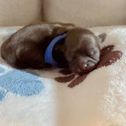 Nash - Chocolate male Shih Tzu puppy in Hanford, California from MeMaw Shih Tzus