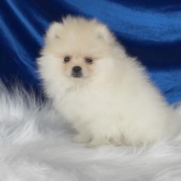 Pomeranian Puppies from Cream Puffs Pomeranians