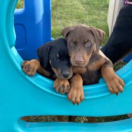 Doberman Pinscher Puppies from Jensen Dobermans