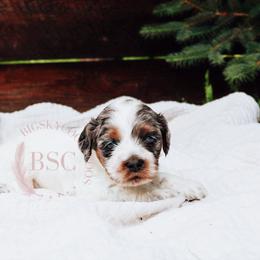 Blue boy - Merle male Cockapoo puppy in Missoula, Montana from Big Sky Cockapoos