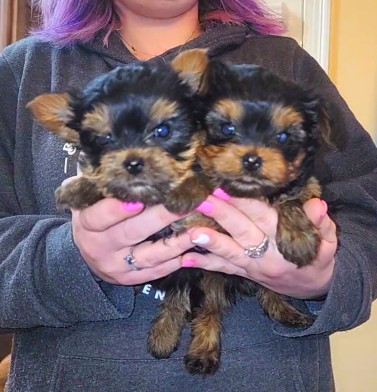 Girl Twinkle - Black and gold Yorkshire Terrier puppy in Clifton, Virginia from Royal Cupids of York