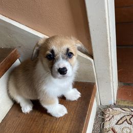 Pembroke Welsh Corgi Puppies from Bluebonnet TLC Kennels