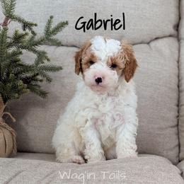 Gabriel - Blenheim male Cavapoo puppy in Amboy, Indiana from Wag'in Tails