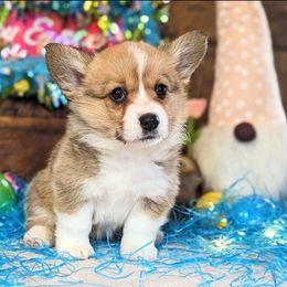 Pembroke Welsh Corgi Puppies from Rose Water Corgis
