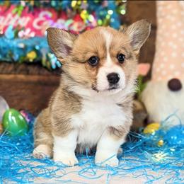 Pembroke Welsh Corgi Puppies from Rose Water Corgis