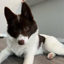 Mylo - Pomsky