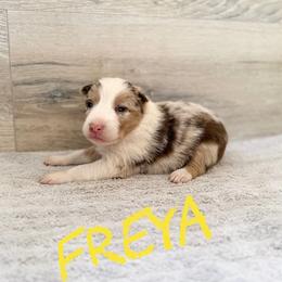 Freya - Red merle female Border Collie puppy in Sanger, California from Flying M Cactus Ranch Buddies