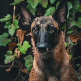 Quora - Belgian Malinois