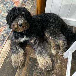 Ellie - Bernedoodle