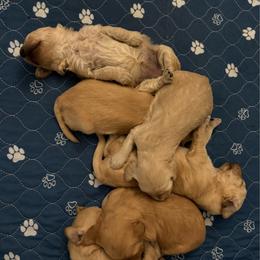 Sequoia - Cream female Goldendoodle puppy in Chinle, Arizona from Tselani Doodles