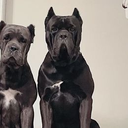 Cane Corso from Mississippi Mastiffs