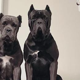 Cane Corso from Mississippi Mastiffs