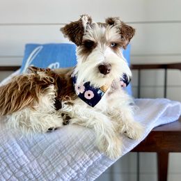 Mykonos - Miniature Schnauzer