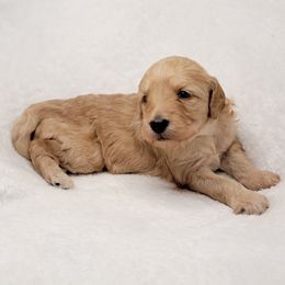 Goldendoodle Puppies from Lake Village Doodles