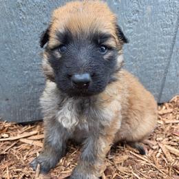 Light Blue Collar Boy - Sable male German Shepherd puppy in Dallas, Pennsylvania from Mountainside German Shepherds