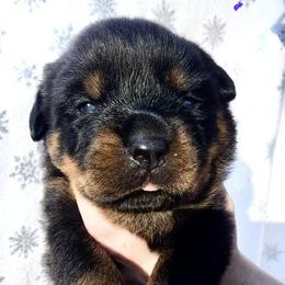 Purple - Black and mahogany female Rottweiler puppy in Waverly Hall, Georgia from Dragonflytkennels