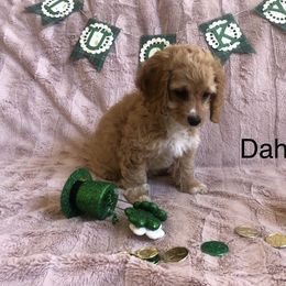 Cockapoo Puppies from Puppy Love