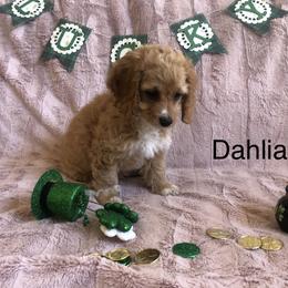 Cockapoo Puppies from Puppy Love