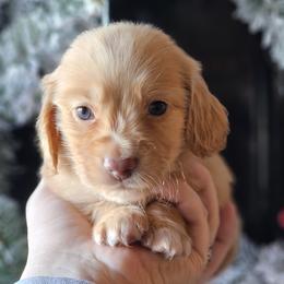 Light blue collar - Red male Dachshund puppy in Pasco, Washington from Loyal Lil Dachshunds