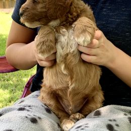 Goldendoodle Puppies from Fort Worth Goldendoodles