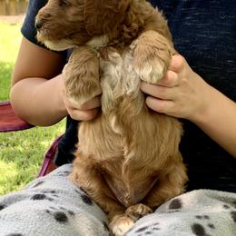 Goldendoodle Puppies from Fort Worth Goldendoodles