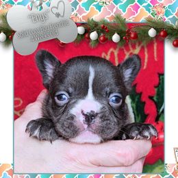 Boy 2 - Enys - Liver male French Bulldog puppy in Elberton, Georgia from Ioney's Southern Paws Shelties, Frenchies, and Yorkies