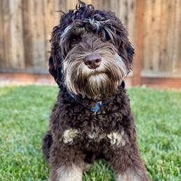 Turkey - Australian Labradoodle