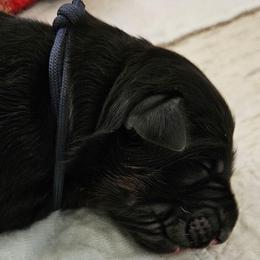Navy - Black and red male German Shepherd puppy in Newaygo, Michigan from Sterley Shepherds