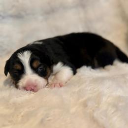 Girl 1 - Tri-color female Border Collie puppy in Morriston, Florida from Garcia Family Farms