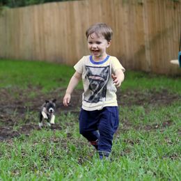 American Foxhound and American Staffordshire Terrier Puppies from Whitlow Kennel