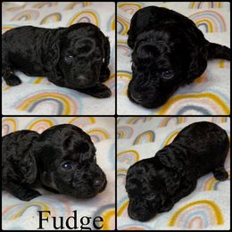 Fudge - Brindle male Poodle puppy in Wheatland, California from Sapphire Ridge Poodles