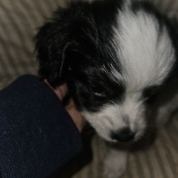 Boy 1 - Papillon puppy in Middletown, New York from Patti's Pappi Puppies  (Puppies due end of July!!!)