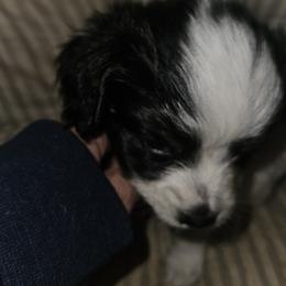 Boy 1 - Papillon puppy in Middletown, New York from Patti's Pappi Puppies  (Puppies due end of July!!!)