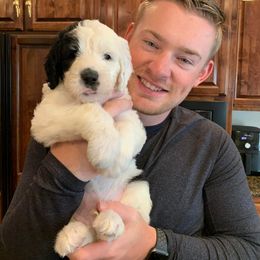 Sheepadoodle Puppies from Narrow Path Puppies
