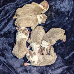 Boston Terrier Puppies from Tellier's AKC Boston Terriers Missouri