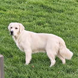 Marisol - Golden Retriever
