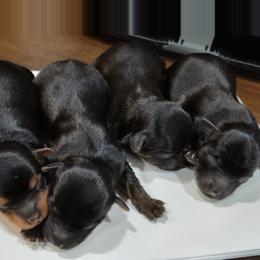 Yorkipoo puppies from Winchester's Magic Yorkipoos & Poodles