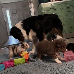 Australian Shepherd Puppies from Hartzland Farm